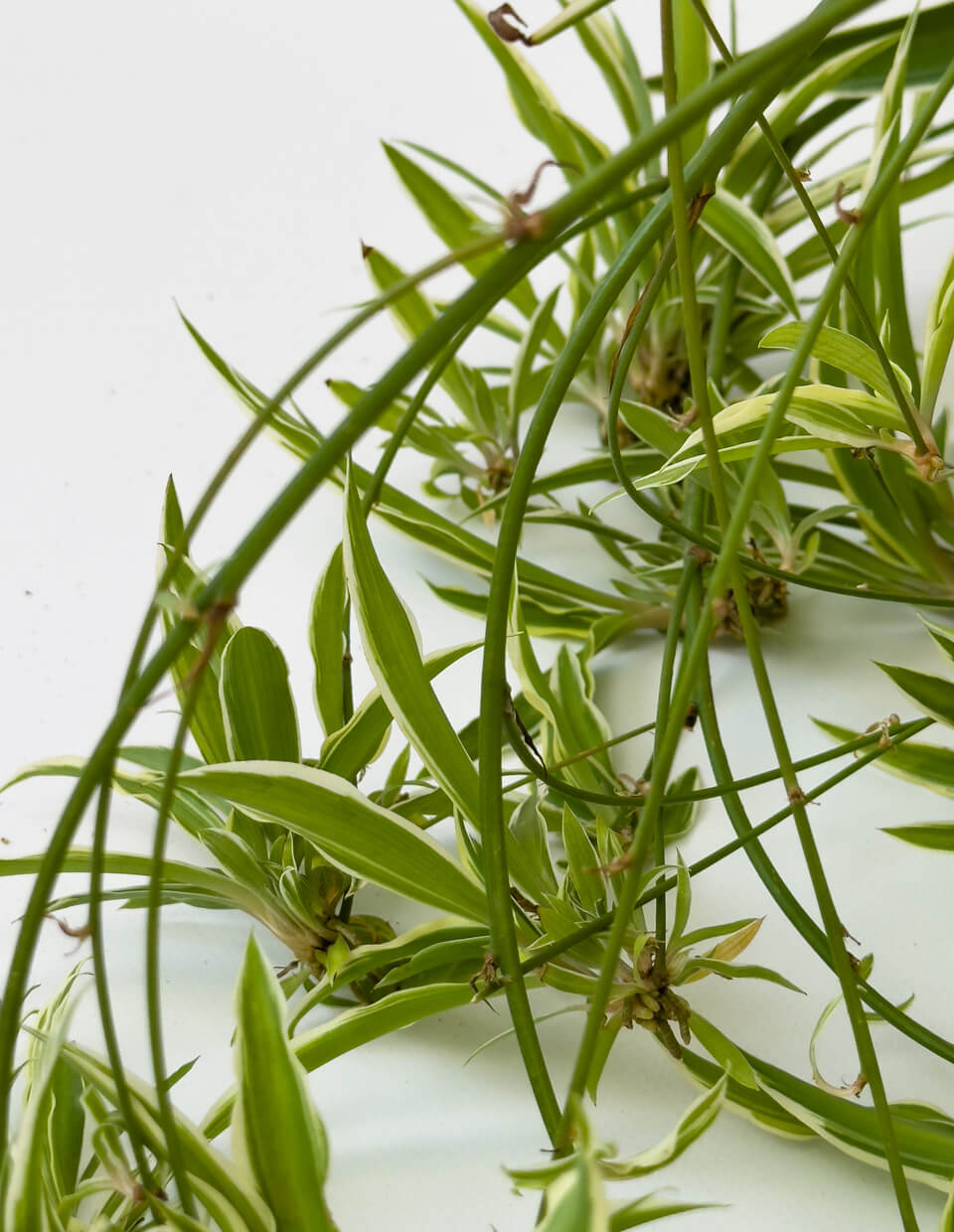 cuidados chlorophytum comosum planta cinta online