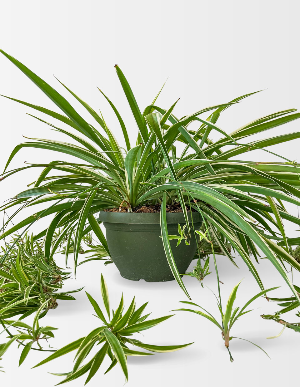 cuidados chlorophytum comosum planta cinta