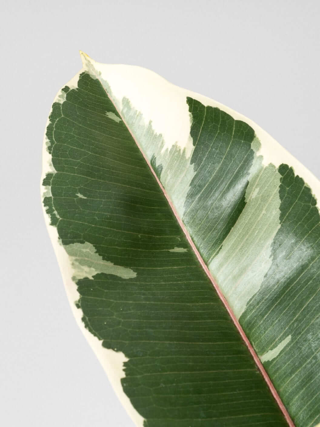 ficus tineke detalle