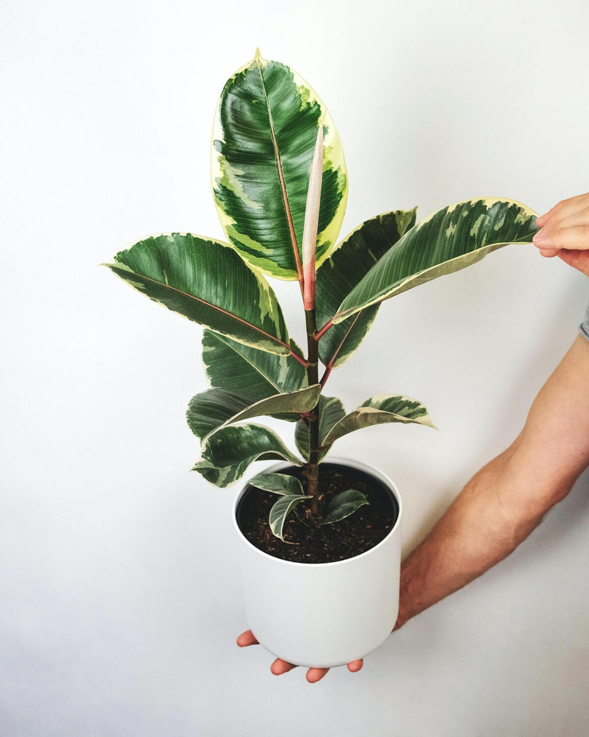 ficus tineke general